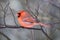 Vibrant Northern Cardinal perched on a tree branch