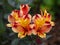 Vibrant orange Alstroemeria Peruvian lily flowers