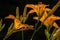 Vibrant orange Asian Lilies on black background