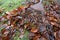 Vibrant orange autumn leaves being swept up by a garden rake