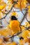 Vibrant Orange Baltimore Oriole Bird Perched in Golden Autumn Foliage