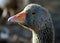 Vibrant Orange beak on portrait image of a grey toulouse goose