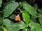 Vibrant orange begonia flower with green spotted leaves