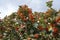 Vibrant orange berries in the leafage of Sorbus aria