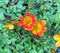 Vibrant orange Bidens Blazing Glory flowers