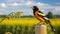 Vibrant Orange And Black Bird Perched On Wooden Post In Lush Field