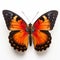 Vibrant Orange And Black Butterfly Close-up On White Background