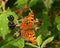 Vibrant orange butterfly atop a cluster of ripe blackberries within a lush green foliage background
