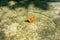 Vibrant orange butterfly perched atop a sun-soaked rock surface. Vindula erota, common cruiser.