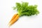 a vibrant orange carrot with fresh green tops on white