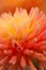 Vibrant orange colored dahlia