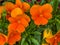 Vibrant orange colored pansies flower heads in green leafs