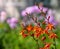 Vibrant orange Crocosmia flowers