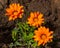 Vibrant orange flower blooms with fresh green leaves against a dark dirt background