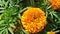 Vibrant Orange flower at Longwood Gardens
