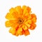 Vibrant Orange Flower Macro: Uhd Image Of Isolated Marigold On White Background