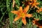 Vibrant orange flower of tawny daylily in June