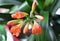 vibrant orange flowers on a Clivia miniata or Kaffir lily. Exotic potted houseplant. city jungle concept, close up view.