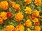 Vibrant orange French Marigold flowers