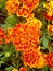 Vibrant orange French Marigold flowers