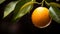 Vibrant Orange Fruit On Tree: A Captivating Display Of Nature\\\'s Beauty