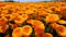 Vibrant Orange Gerbera Field Monochromatic Terragen Art With Symbolist Themes
