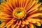 Vibrant Orange Gerbera Flower with Lush Green Center in Full Bloom, Nature Photography Shot Close-up