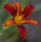 Vibrant Orange and Gold Daylily - Hemerocallis