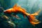 Vibrant Orange Goldfish Swimming Gracefully in Sunlit Underwater Scenery with Lush Seaweed