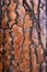 Vibrant orange live pine bark texture