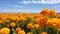 Vibrant Orange Marigold Field: A Captivating Natural Beauty