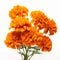 Vibrant Orange Marigold Flowers In A Crisp Outlined Vase