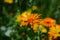 Vibrant orange Marigold officinalis growing in lush green grass in a meadow