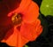 Vibrant orange nasturtium bloom macro with green leaf