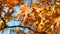 Vibrant orange oak leaves sway in breeze on autumn day