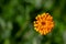 Vibrant orange, pilosella aurantiaca, orange hawk bit, devil`s paintbrush wild flower