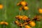 Vibrant orange, pilosella aurantiaca, orange hawk bit, devil`s paintbrush wild flower