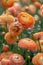 Vibrant Orange Ranunculus Flowers with Water Drops in Soft Focus Background Exquisite Blossom Texture