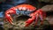 Vibrant Orange And Red Crab In Photorealistic Style