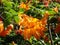 Vibrant orange rhododendron flowers