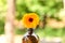 Vibrant orange single calendula flower in a large amber bottle with natural green bokeh background