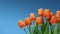 Vibrant Orange Tulips on Blue Background. Visually Stunning Composition with Ample Text Space