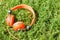 Vibrant orange wired headphones