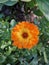 Vibrant orange and yellow Calendula flower detailed shot