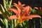 Vibrant Orange and Yellow Daylily in Spring