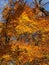 Vibrant Orange and Yellow Leaves in the Forest in November