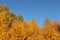 Vibrant orange yellow treetops of autumn birch trees, clear sky background