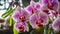 Vibrant orchid in a tropical setting