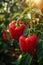 Vibrant organic bell pepper thriving in a controlled and nurturing greenhouse environment