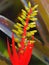 Vibrant Ostentatious Bromeliad Blooms.